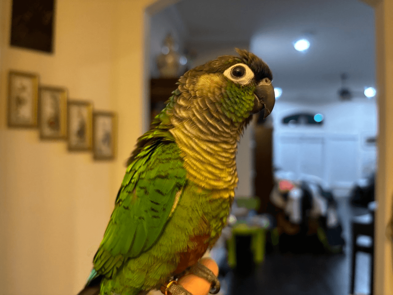 Clover, a green conure with a curious expression