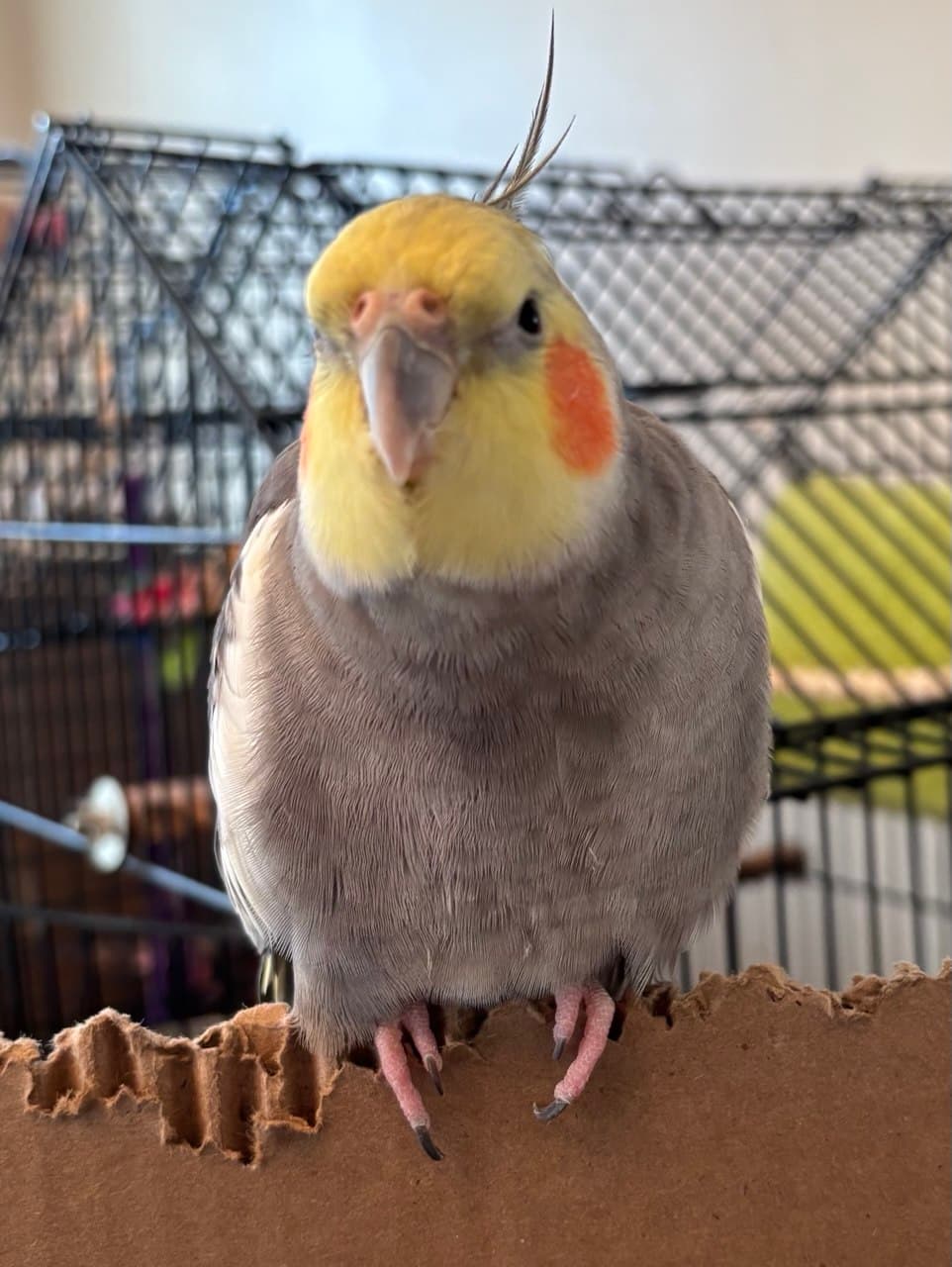 A yellow-faced cockatiel perched on cardboard