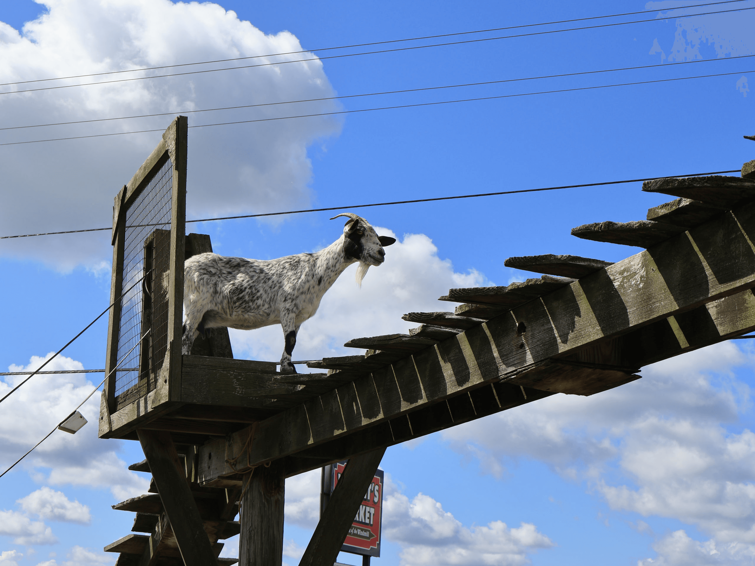 A goat on a wooden bridge against a blue sky